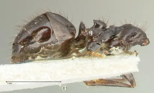 Lepisiota deplanata specimen FOCOL2207 image focol2207_4