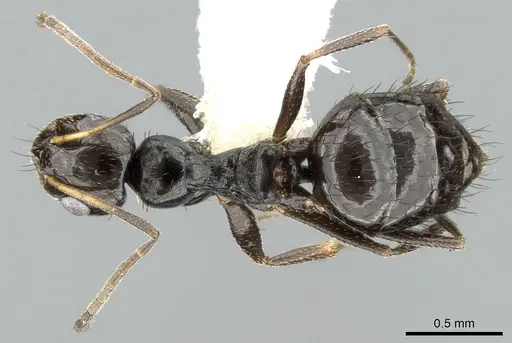 Lepisiota depressa specimen CASENT0906263 image casent0906263_1