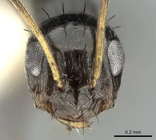 Lepisiota depressa specimen CASENT0906263 image casent0906263_2