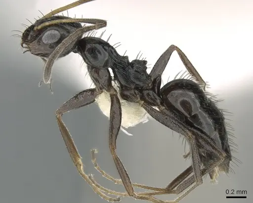 Lepisiota depressa specimen CASENT0906263 image casent0906263_3