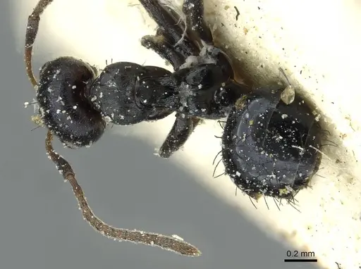 Lepisiota depressa specimen CASENT0912376 image casent0912376_1