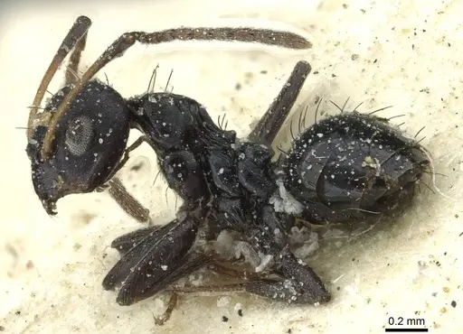 Lepisiota depressa specimen CASENT0912376 image casent0912376_3