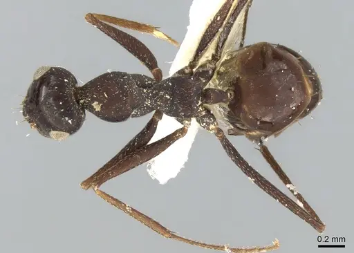 Lepisiota dhofara specimen CASENT0906340 image casent0906340_1