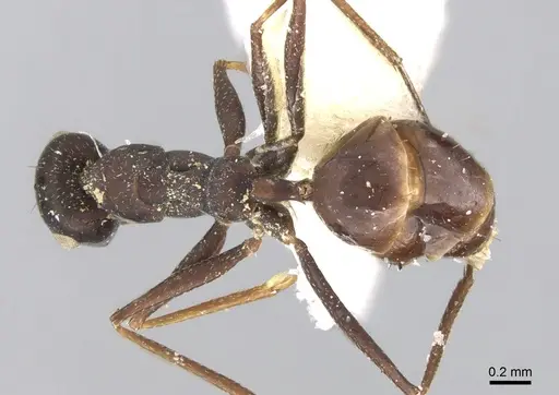 Lepisiota dhofara specimen CASENT0906340 image casent0906340_2