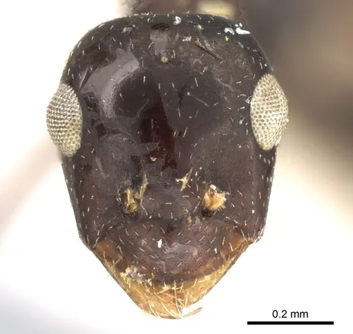 Lepisiota dhofara specimen CASENT0906340 image casent0906340_3