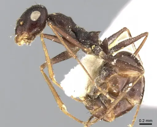 Lepisiota dhofara specimen CASENT0906340 image casent0906340_4
