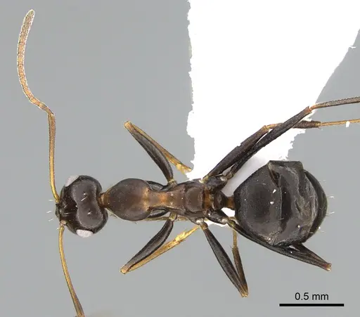 Lepisiota dolabellae specimen ANTWEB1041920 image antweb1041920_1