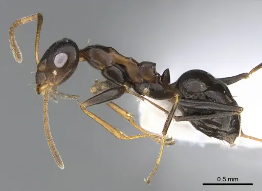 Lepisiota dolabellae specimen ANTWEB1041920 image antweb1041920_3