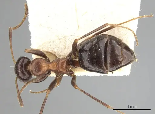 Lepisiota dolabellae specimen CASENT0249883 image casent0249883_1