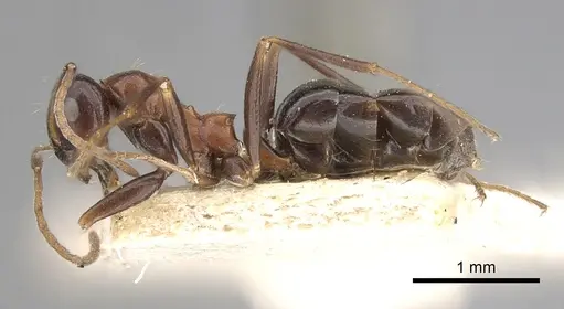 Lepisiota dolabellae specimen CASENT0249883 image casent0249883_3