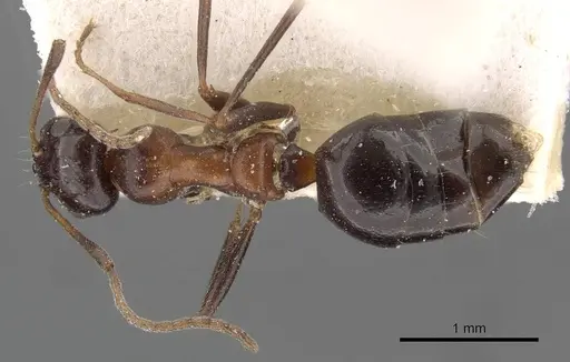 Lepisiota dolabellae specimen CASENT0909887 image casent0909887_1