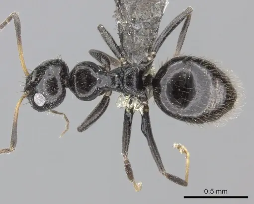 Lepisiota egregia specimen CASENT0235891 image casent0235891_1