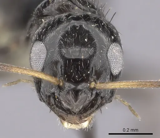 Lepisiota egregia specimen CASENT0235891 image casent0235891_2