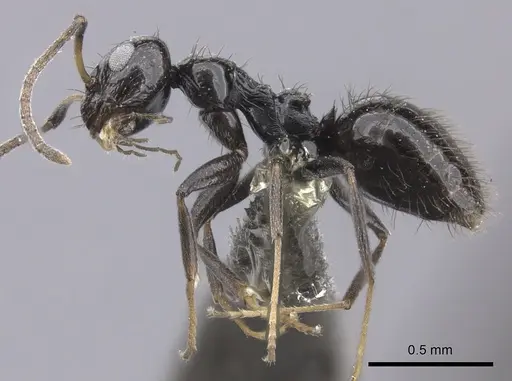 Lepisiota egregia specimen CASENT0235891 image casent0235891_3