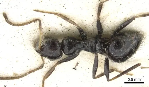 Lepisiota egregia specimen CASENT0903164 image casent0903164_1