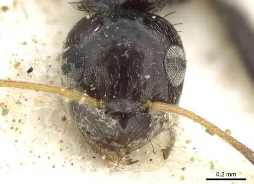 Lepisiota egregia specimen CASENT0903164 image casent0903164_2