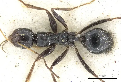 Lepisiota egregia specimen CASENT0903165 image casent0903165_1
