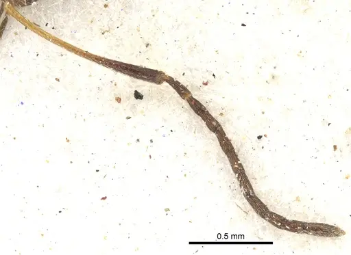 Lepisiota egregia specimen CASENT0903165 image casent0903165_3