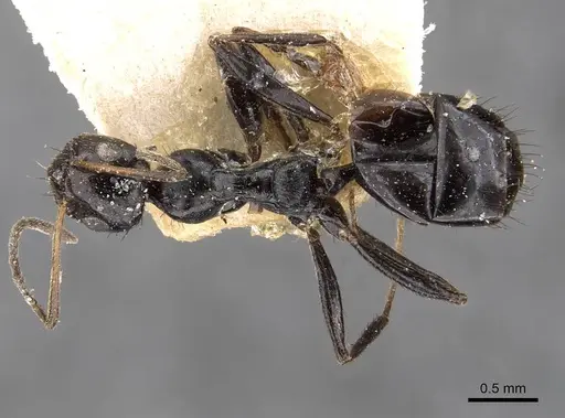 Lepisiota egregia specimen CASENT0909882 image casent0909882_1