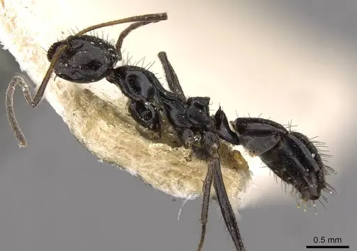 Lepisiota egregia specimen CASENT0909882 image casent0909882_3