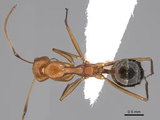 Lepisiota elbazi specimen CASENT0922860 image casent0922860_1