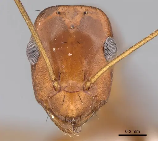 Lepisiota elbazi specimen CASENT0922860 image casent0922860_2