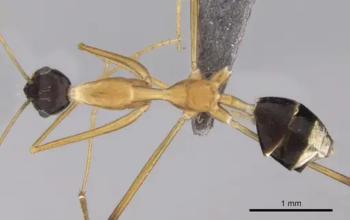 Lepisiota elegantissima specimen CASENT0264380 image casent0264380_1