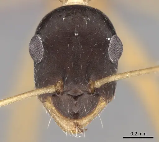 Lepisiota elegantissima specimen CASENT0264380 image casent0264380_2