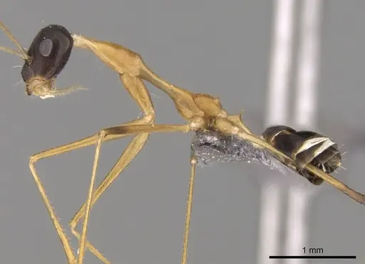 Lepisiota elegantissima specimen CASENT0264380 image casent0264380_3