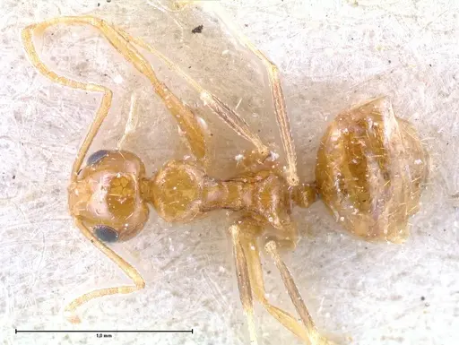 Lepisiota emmelii specimen FOCOL0468 image focol0468_1