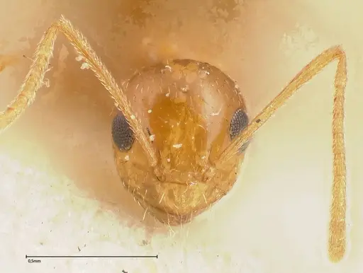 Lepisiota emmelii specimen FOCOL0468 image focol0468_2