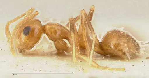 Lepisiota emmelii specimen FOCOL0468 image focol0468_3