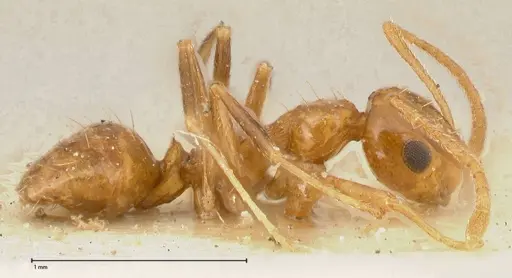 Lepisiota emmelii specimen FOCOL0468 image focol0468_4