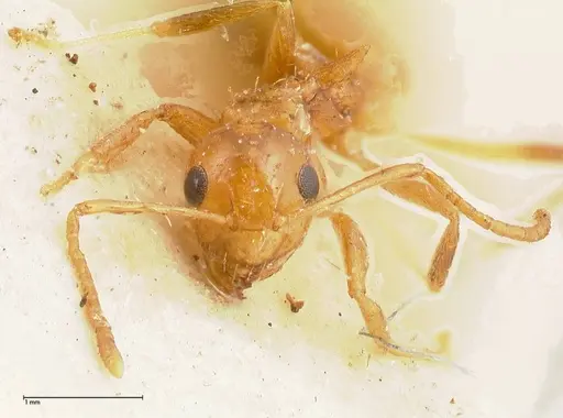 Lepisiota emmelii specimen FOCOL0469 image focol0469_2