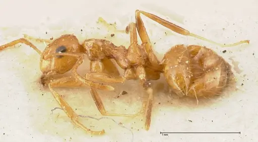 Lepisiota emmelii specimen FOCOL0469 image focol0469_3