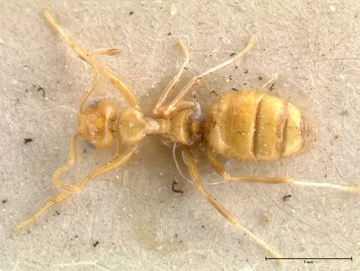 Lepisiota emmelii specimen FOCOL0470 image focol0470_1