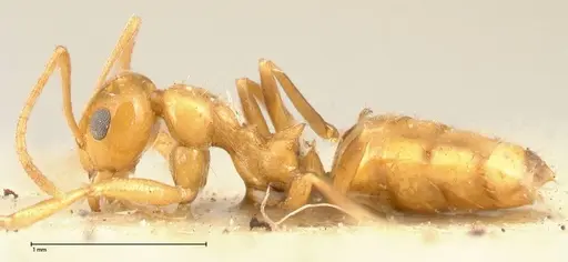 Lepisiota emmelii specimen FOCOL0470 image focol0470_3