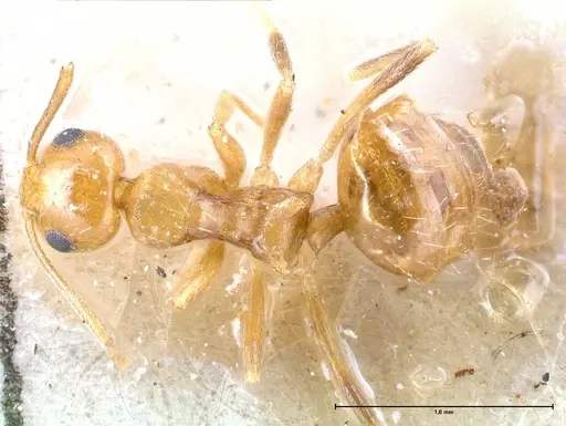 Lepisiota emmelii specimen FOCOL0471 image focol0471_1