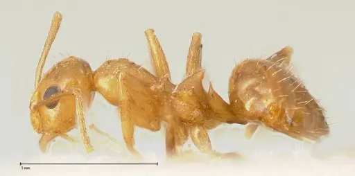 Lepisiota emmelii specimen FOCOL0471 image focol0471_3