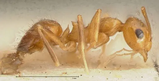 Lepisiota emmelii specimen FOCOL0471 image focol0471_4