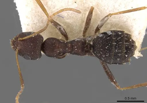 Lepisiota erythraea specimen CASENT0909880 image casent0909880_1