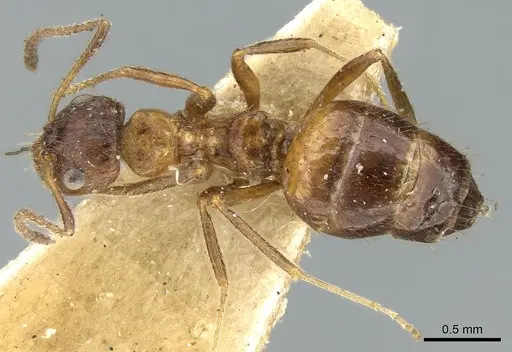 Lepisiota fergusoni specimen CASENT0906256 image casent0906256_1
