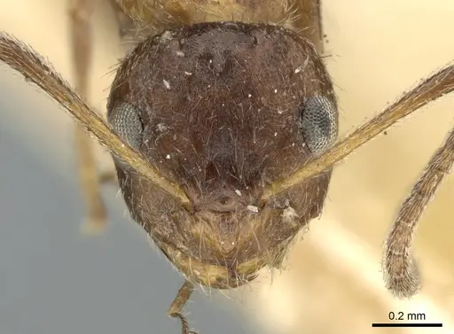 Lepisiota fergusoni specimen CASENT0906256 image casent0906256_2
