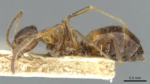 Lepisiota fergusoni specimen CASENT0906256 image casent0906256_3