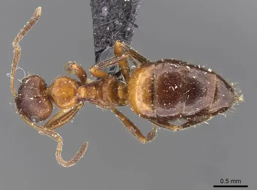 Lepisiota fergusoni specimen CASENT0909883 image casent0909883_1