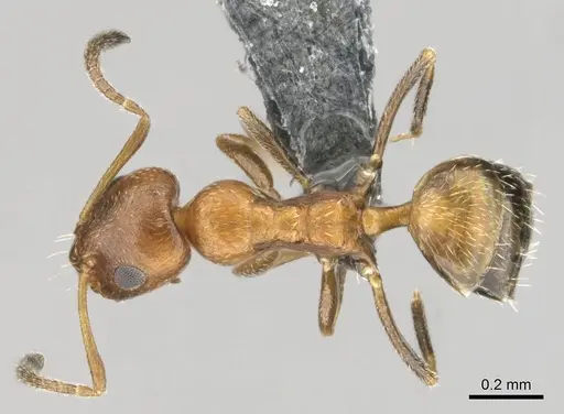 Lepisiota foreli specimen CASENT0812194 image casent0812194_1