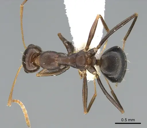 Lepisiota frauenfeldi specimen ANTWEB1041924 image antweb1041924_1