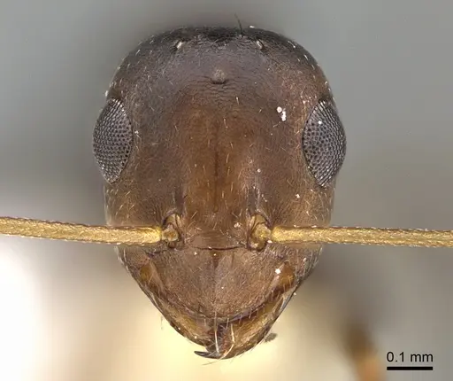Lepisiota frauenfeldi specimen ANTWEB1041924 image antweb1041924_2