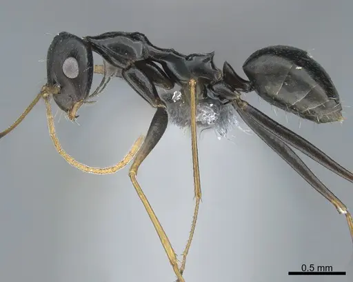 Lepisiota frauenfeldi specimen CASENT0263738 image casent0263738_1