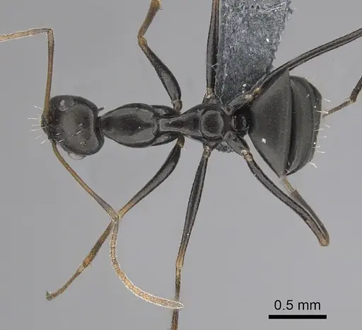 Lepisiota frauenfeldi specimen CASENT0264062 image casent0264062_1